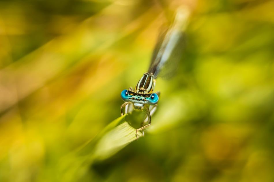 Insect Dragonfly Close Up