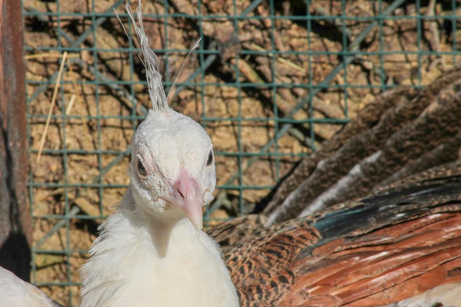 Peacock Pavo Cristatus Young