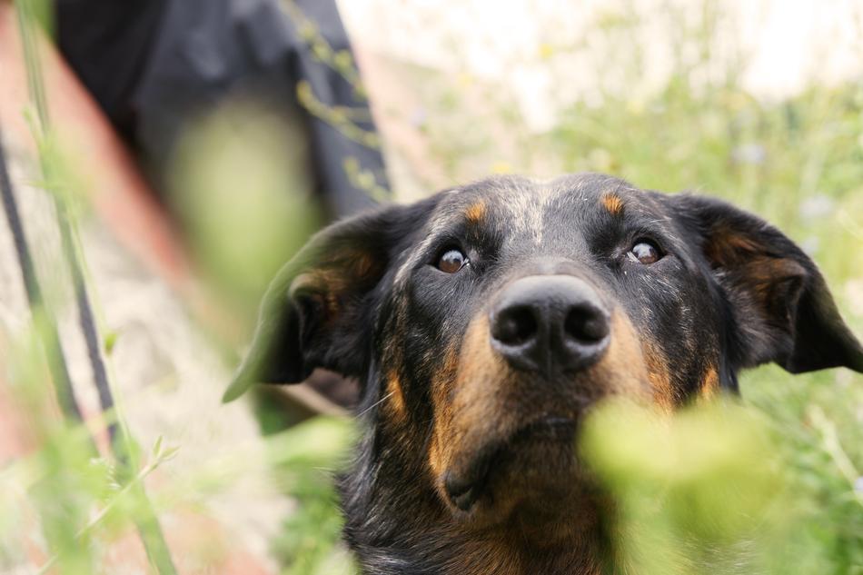 Dog Beauceron French Shepherd