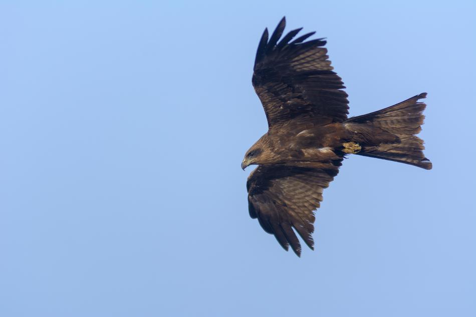 Wildlife Bird Nature