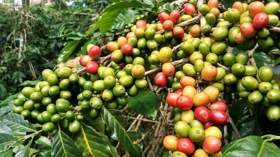 large coffee berries on branches