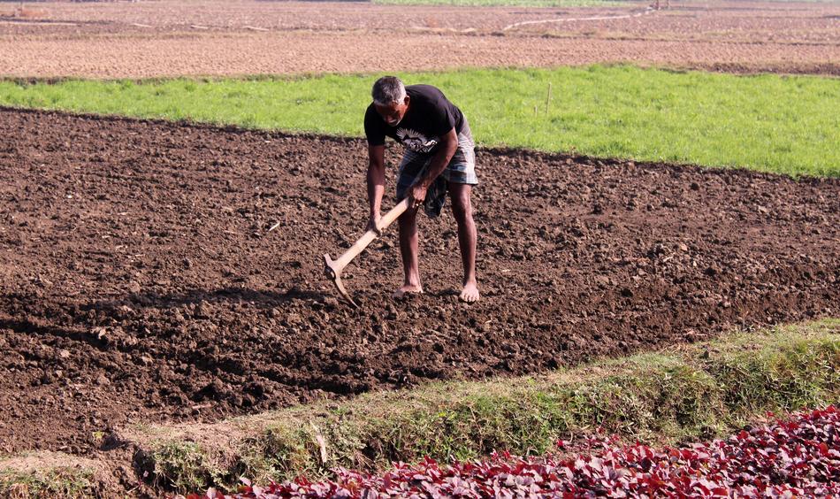 Agricultural Workers in field