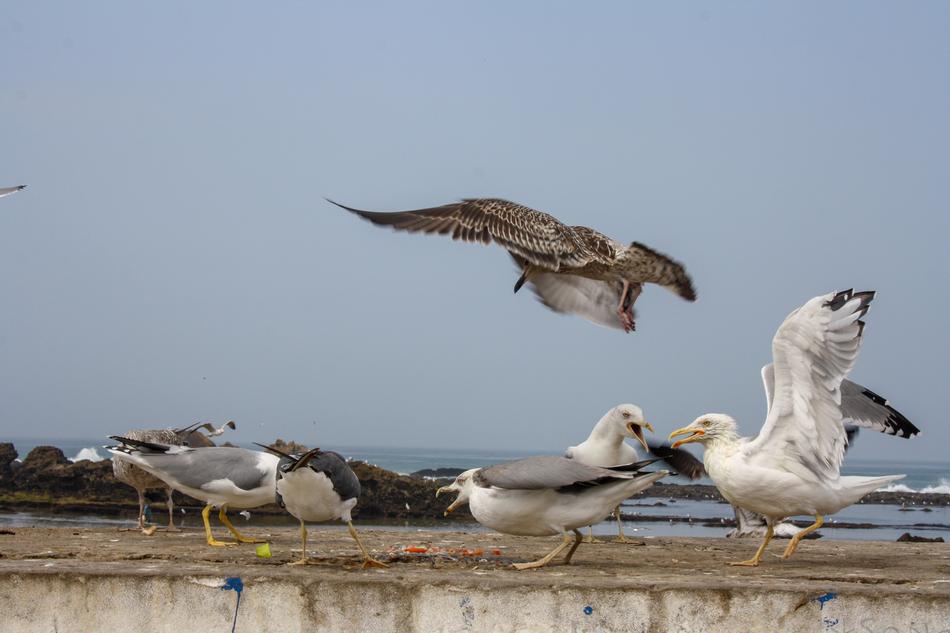 Bird Fish Seagull