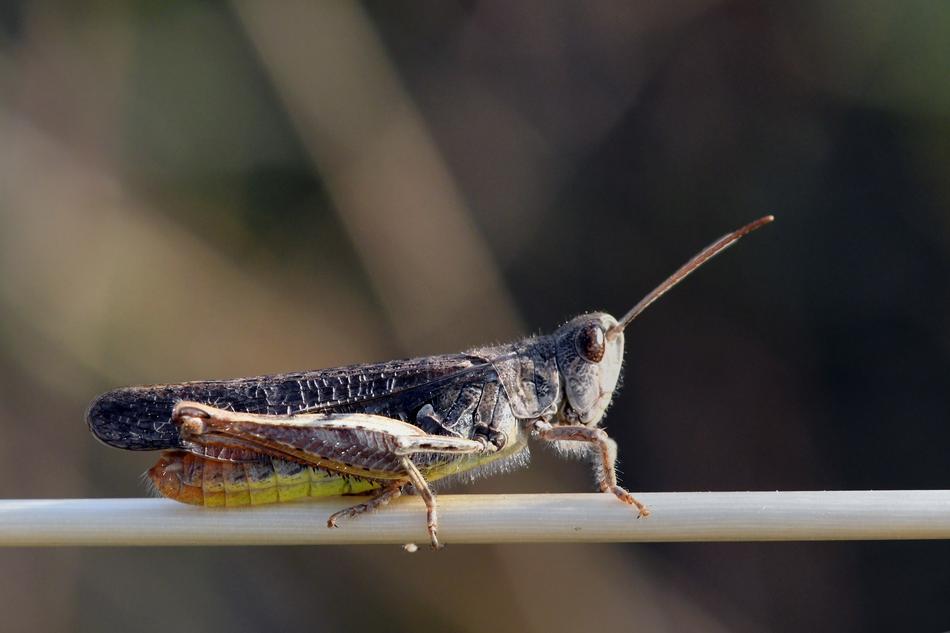 Grasshopper Viridissima Insect