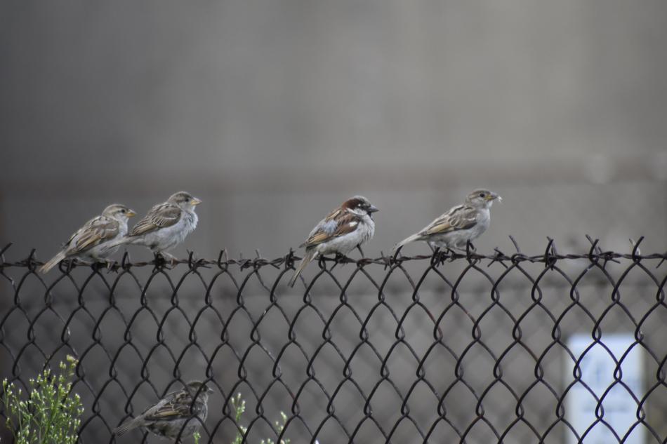 The Sparrow Fence