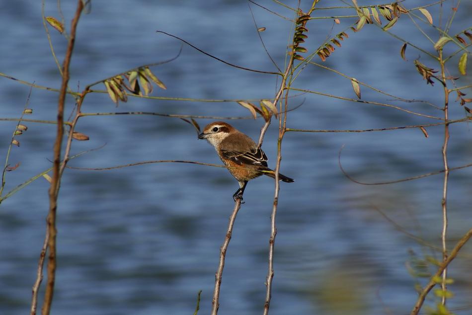 Animal River Waterside Trees And