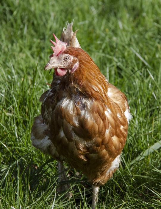brown chicken in the grass