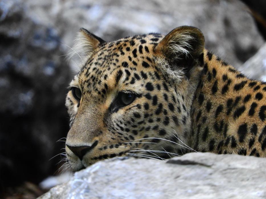 Leopard Stone Zoo