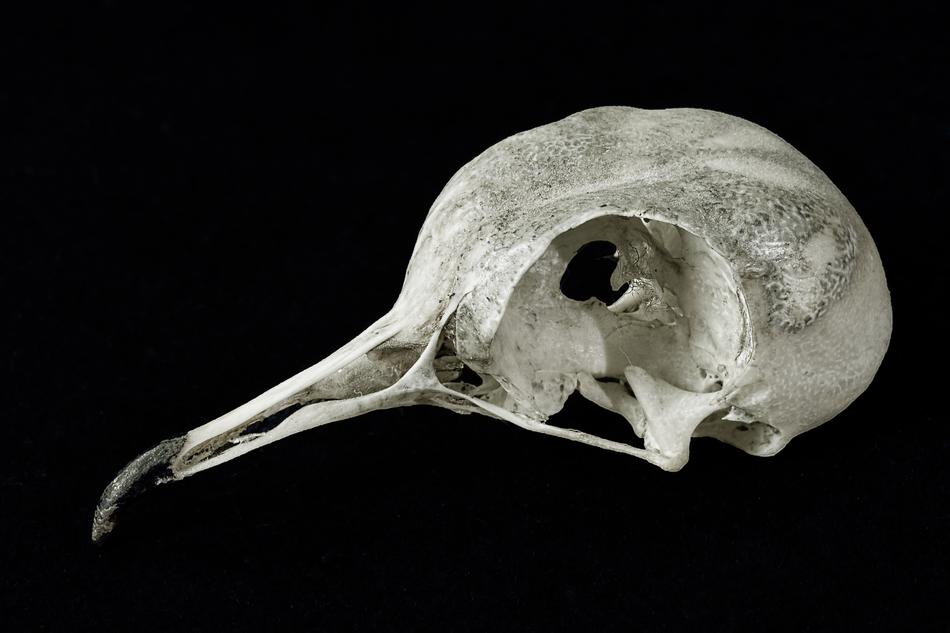 Skull Collared-Dove Bird