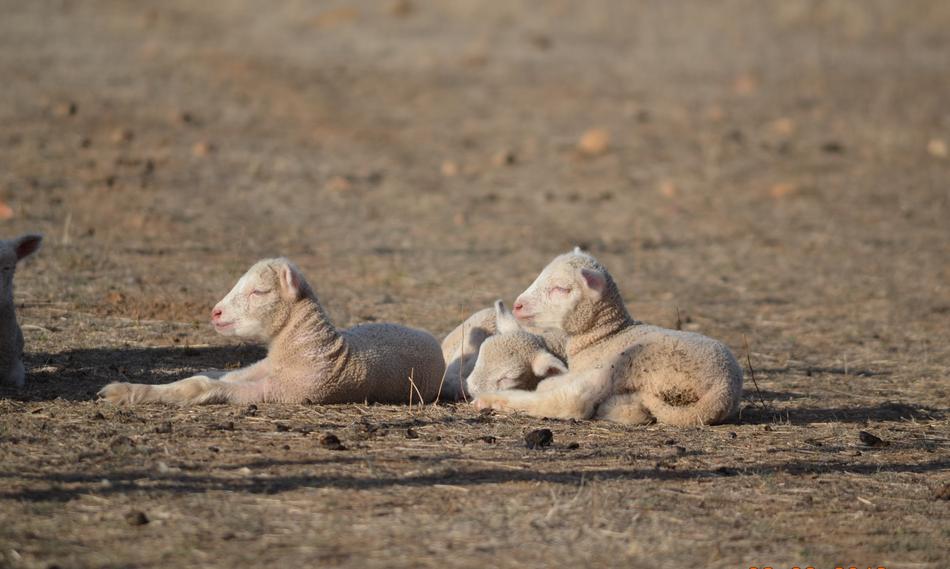 Lambs Spring Baby