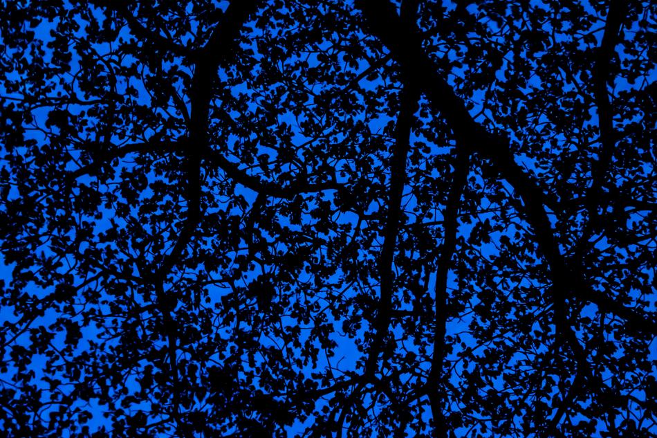 Tree Leaves Texture