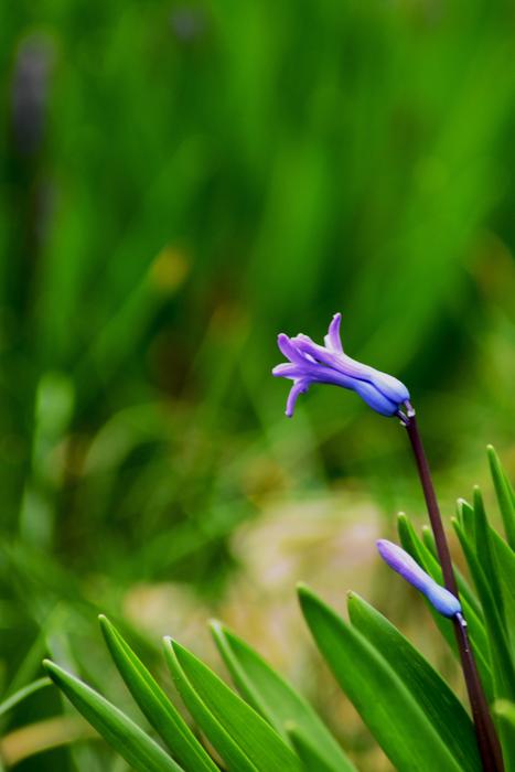 Purple Green Background