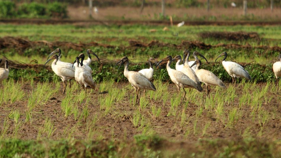 Black Headed Ibis White