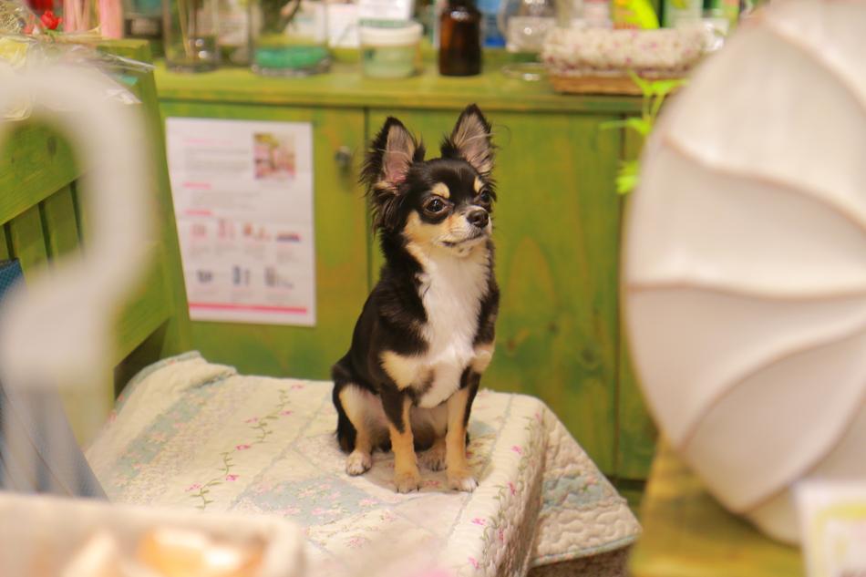 Puppy Chihuahua Dog
