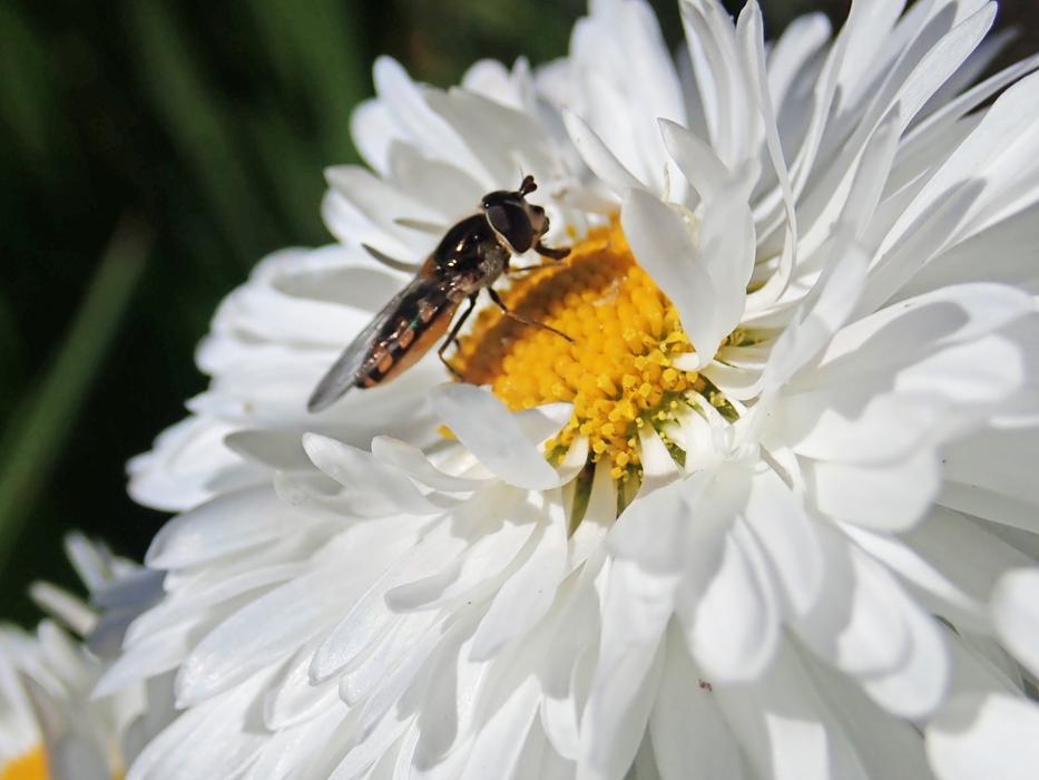 Hover Fly Insect Flower