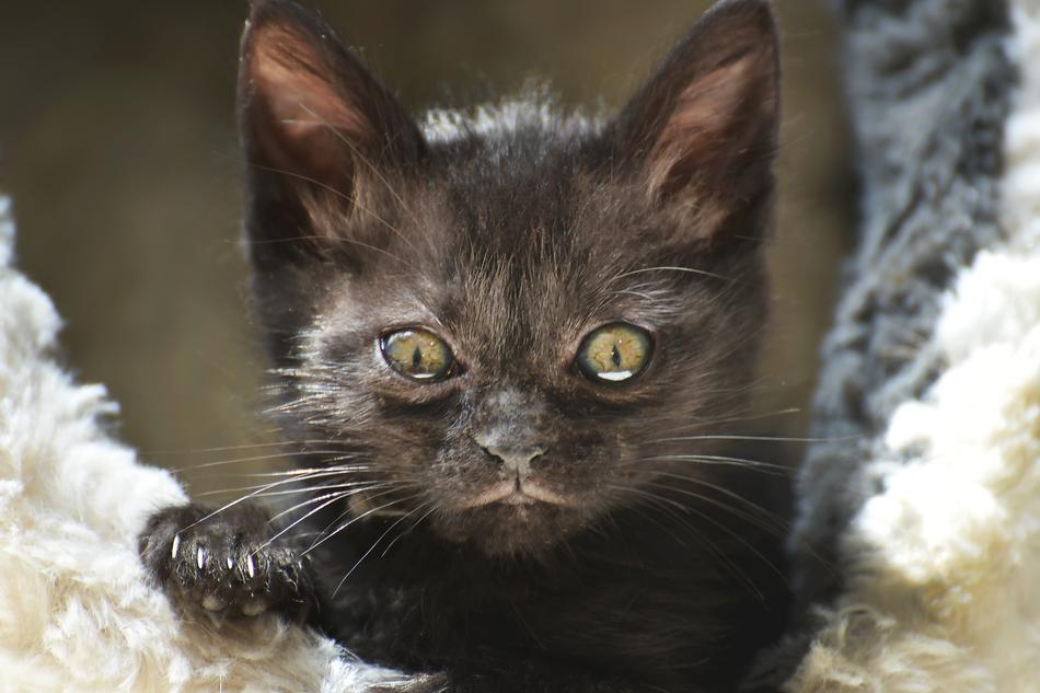Cat Cute Portrait