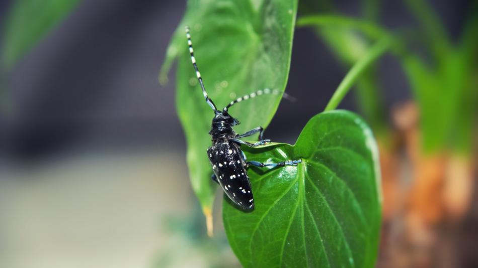Beetles Insect Plant