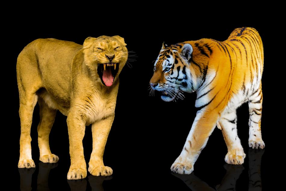 Animals Predators Big Cat