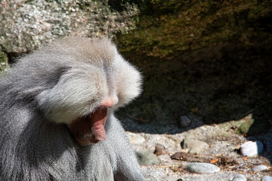 Monkey Grey Animal