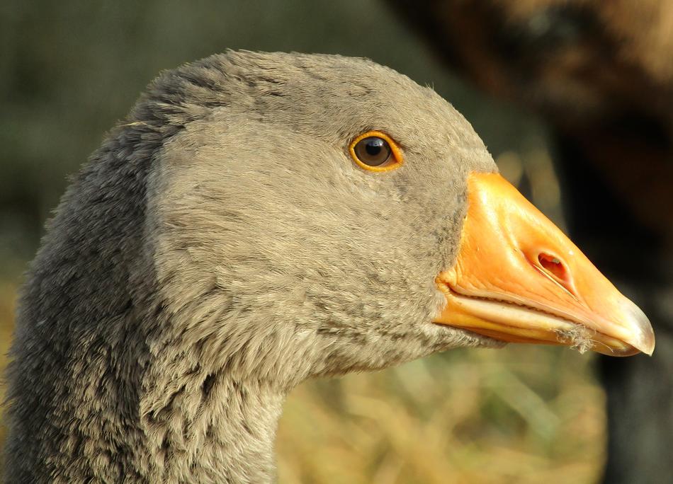 Goose Bird Nature