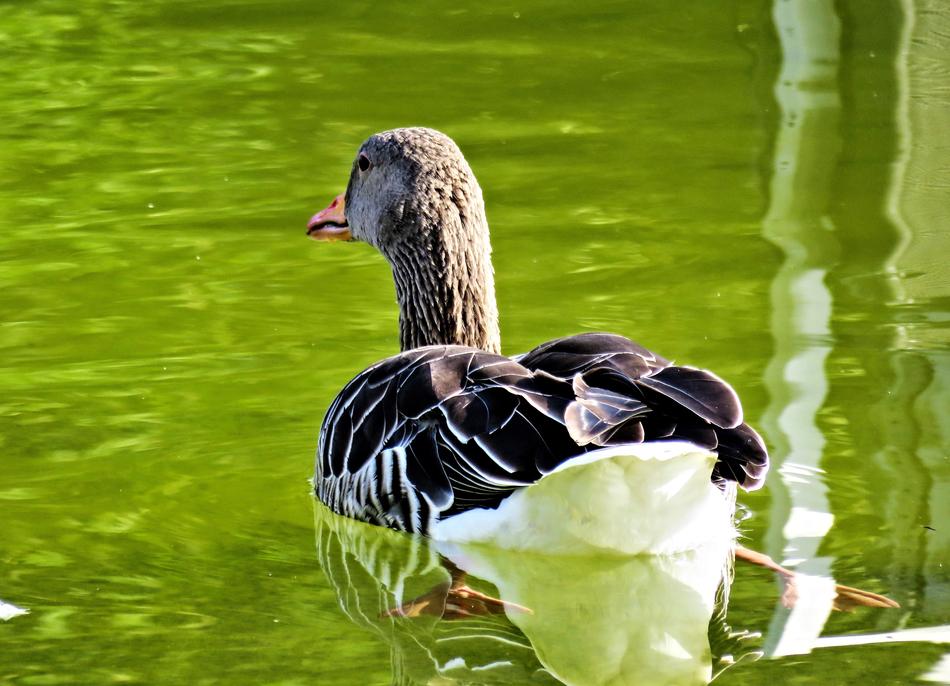 Goose Greylag Bird Water