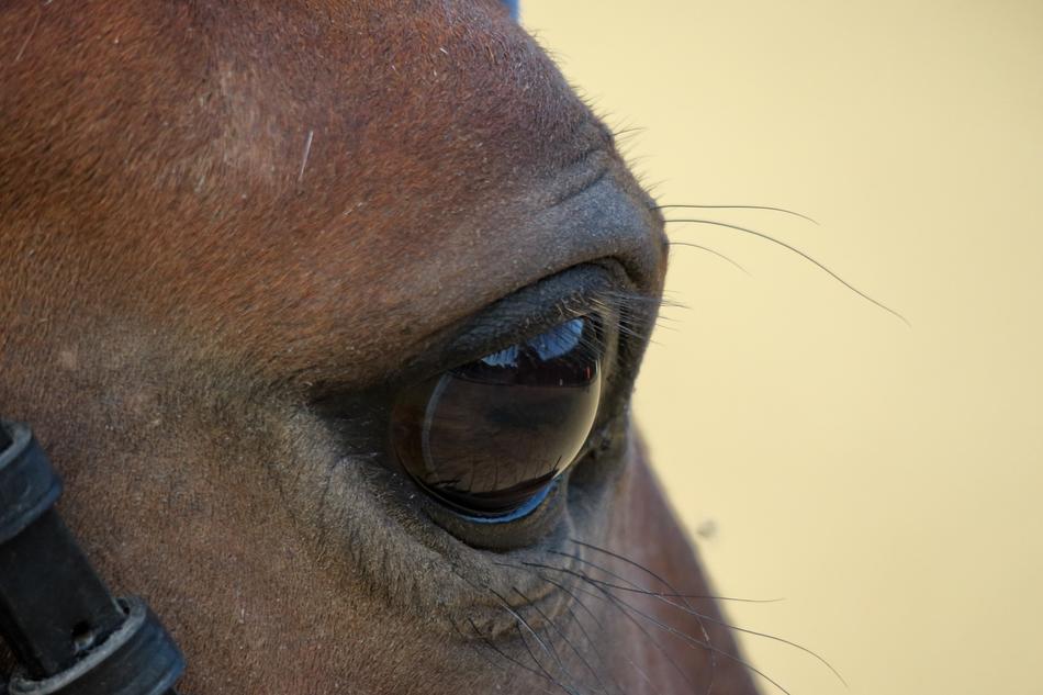 Horse Eye Animal