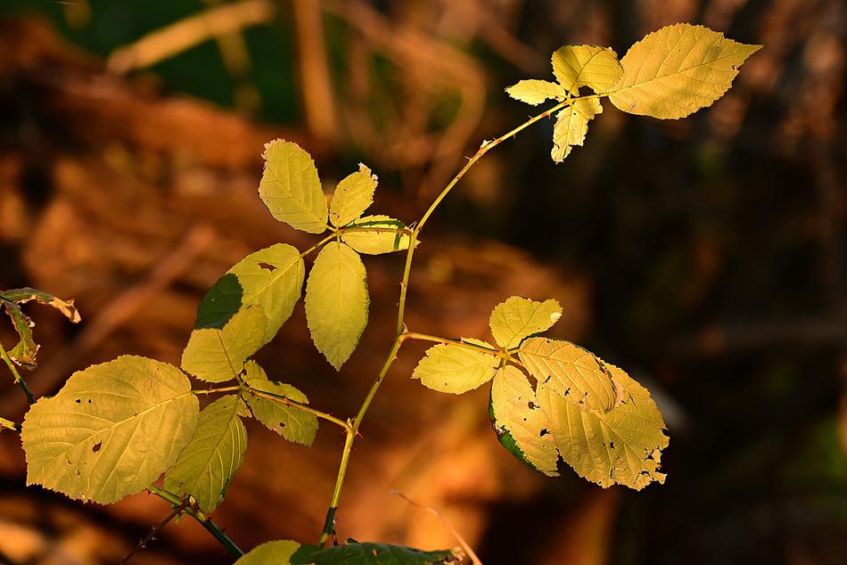 Leaf Foliage Twig