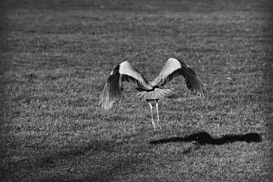 Heron Wading Bird Animal