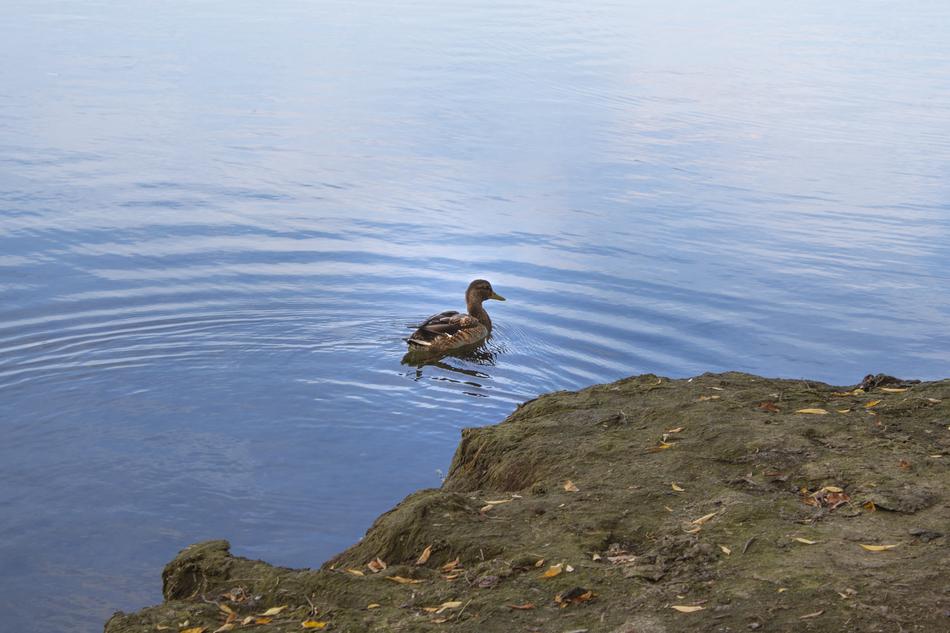 Duck Bird by the Lake coast