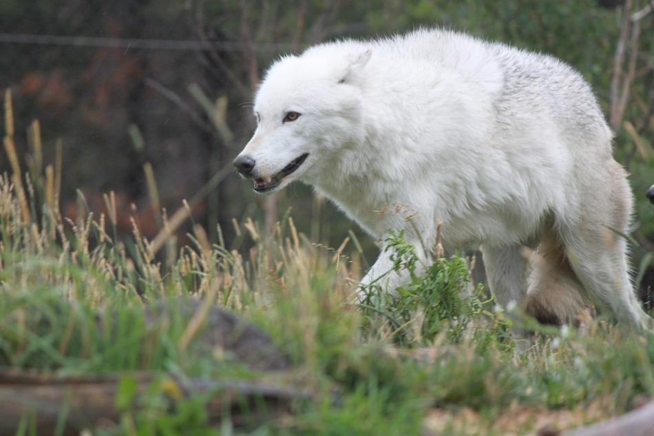 Wolf Wolves Yellowstone National