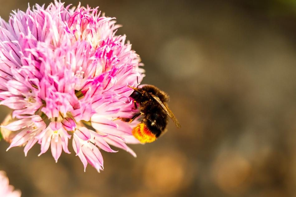 fluffy bumblebee on a pink flower