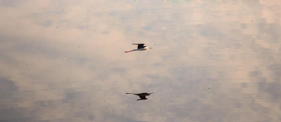 Bird Flying Nature