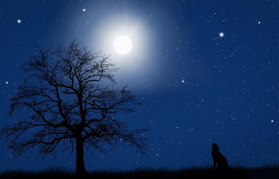 silhouette of a wolf near a tree against the background of a starry sky
