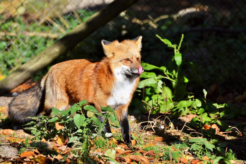 Fuchs Red Fox Predator Reddish
