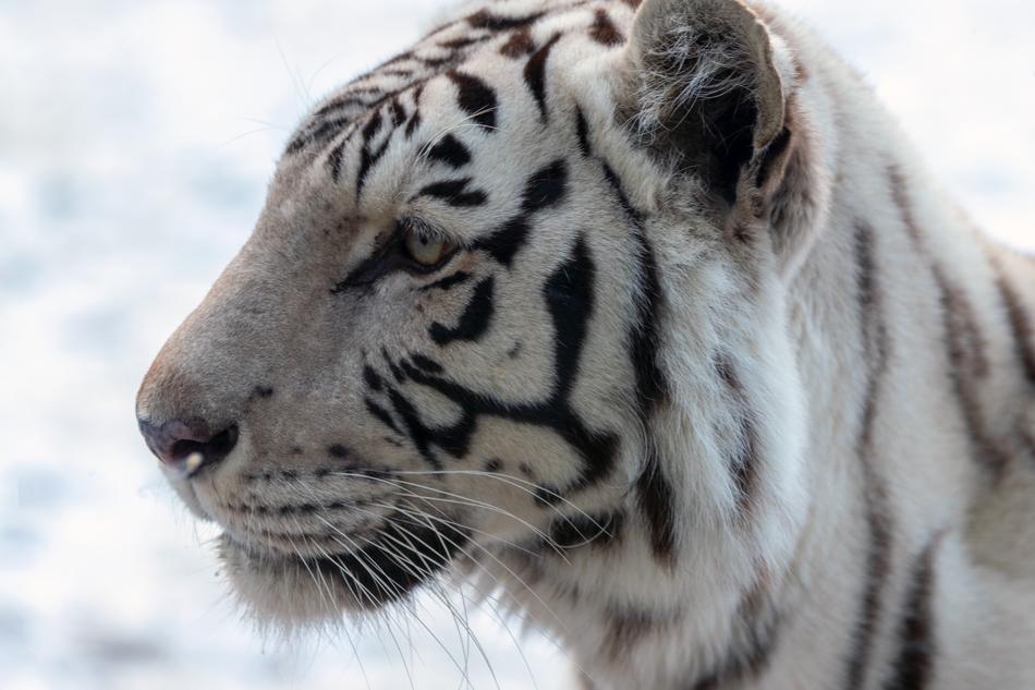 Tiger White