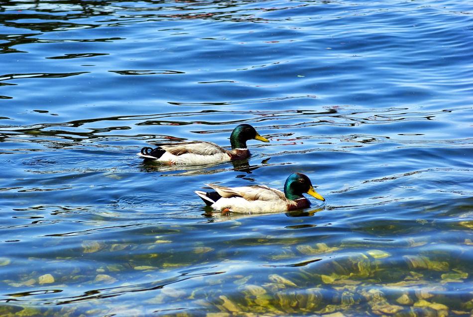 Mallards On Lake Mendota