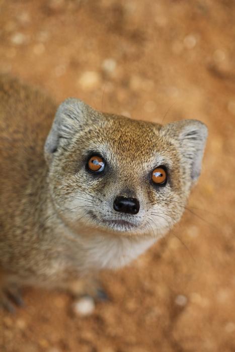 Mongoose Cat Curious