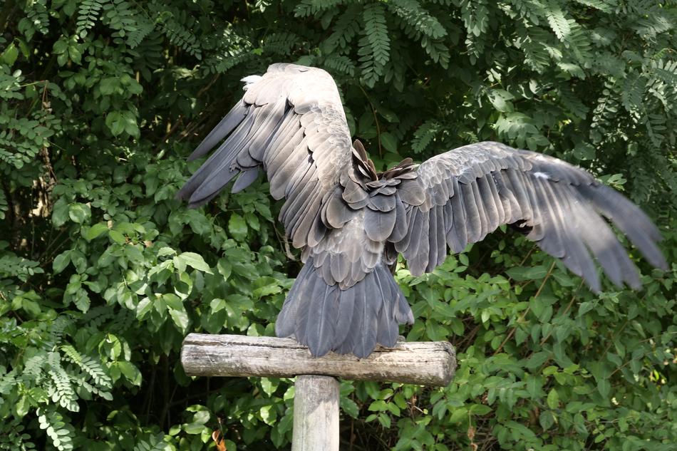 Animal World Bird Vulture