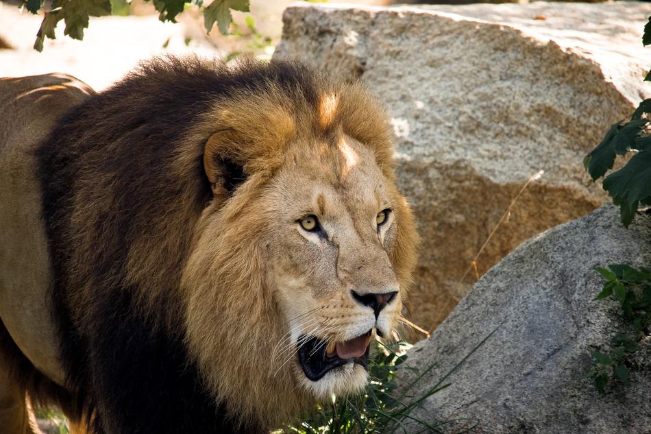 Lion Predator Male