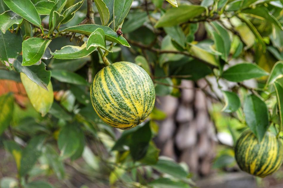 healthy fruit on the tree