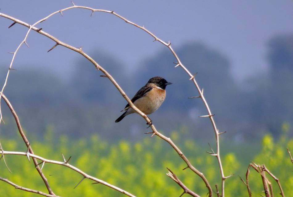 Bird Wildlife Avian Siberian stonechat
