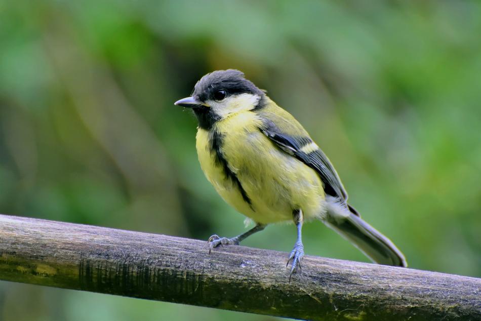 Tit Songbird Bird Small