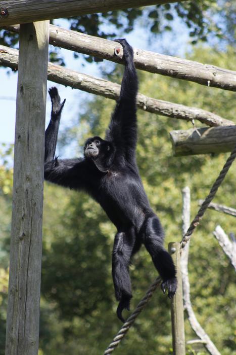 Monkey Zoo Animal Hanging