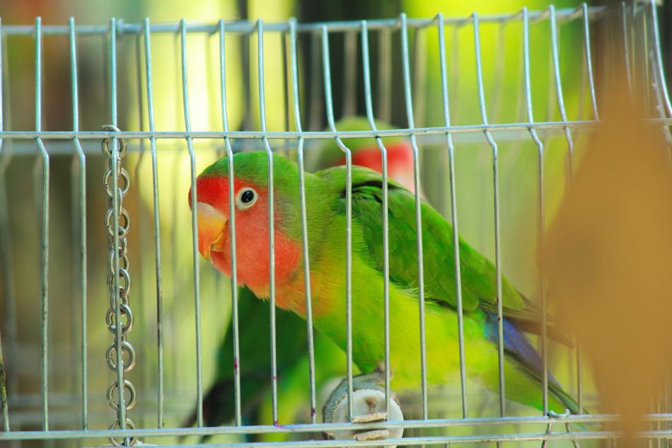 Parrot Bird Lovebird