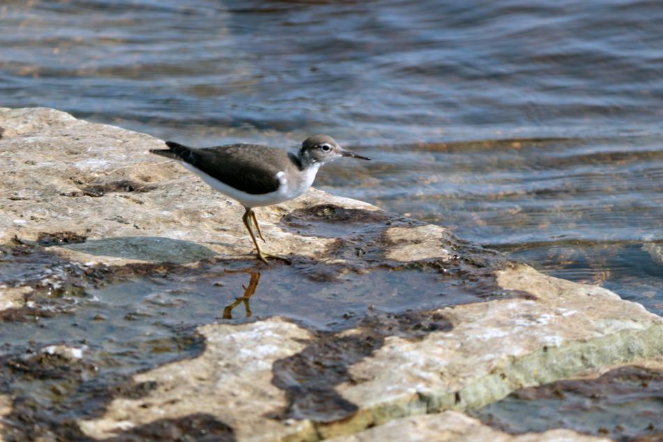 Bird Waterfowl Animal