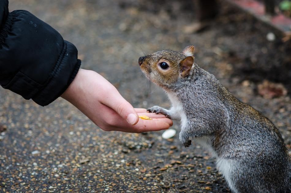 Friendship Squirrel Hand