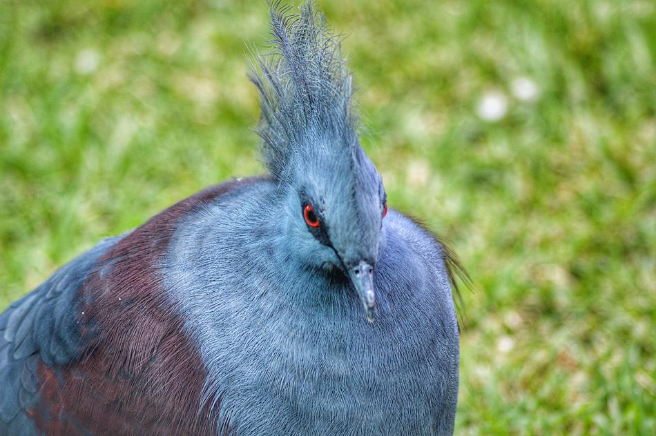 Bird Nature Animal
