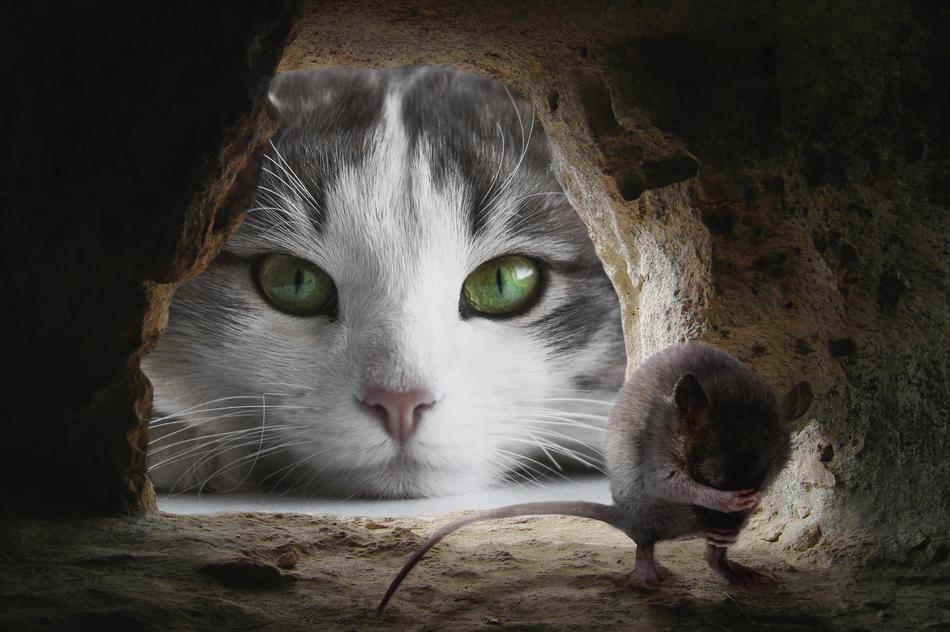 Cat Mouse Hunting