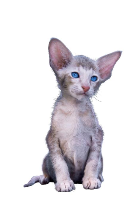 Cat Kitten Cute