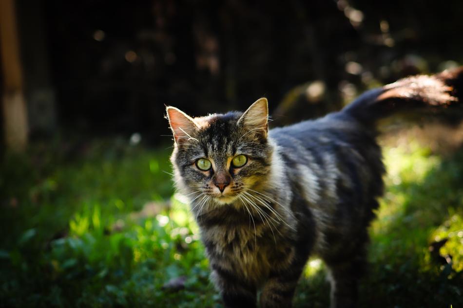 Cat Pet Kitten